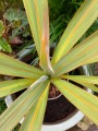 CordylineIndivisa06.jpg