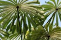 MusangaCecropioides08.jpg