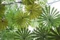 MusangaCecropioides01.jpg