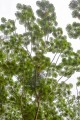 MusangaCecropioides02.jpg