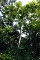 MusangaCecropioides03.jpg