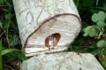 MusangaCecropioides04.jpg