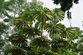 MusangaCecropioides06.jpg