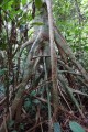 MusangaCecropioides07.jpg