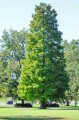 TaxodiumDistichum01.jpg