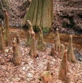 TaxodiumDistichum08.jpg