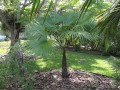 TrachycarpusLatisectus01.jpg