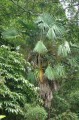 TrachycarpusLatisectus02.jpg