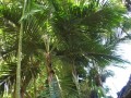 VeilloniaAlba09.jpg