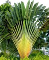 RavenalaMadagascariensis04.jpg