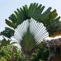 RavenalaMadagascariensis02.jpg