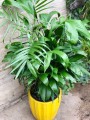 ChamaedoreaSeifritzii04.jpg