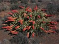 AloeClaviflora08.jpg
