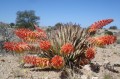 AloeClaviflora05.jpg
