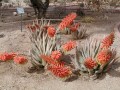 AloeClaviflora04.jpg