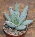 AloeClaviflora01.jpg