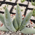 AloeClaviflora02.jpg