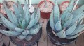 AloeClaviflora07.jpg