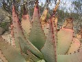 AloeClaviflora06.jpg