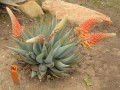 AloeClaviflora03.jpg