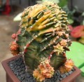 GymnocalyciumCristataVariegata04.jpg