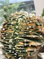 GymnocalyciumCristataVariegata06.jpg
