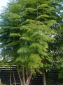 RademacheraSinica03.jpg