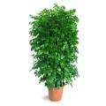 RademacheraSinica02.jpg