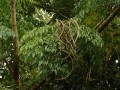 RademacheraSinica04.jpg