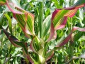 ZeaJaponica03.jpg