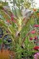ZeaJaponica06.jpg