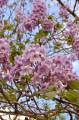 Paulownia01.jpg