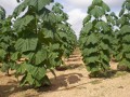 Paulownia04.jpg