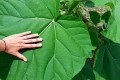 Paulownia02.jpg