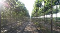 Paulownia05.jpg