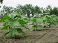 Paulownia06.jpg