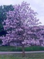Paulownia07.jpg