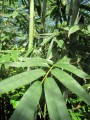 DendrocalamusPeculiaris02.jpg