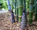 DendrocalamusPeculiaris03.jpg
