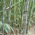 BambusaLonginternode01.jpg
