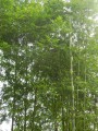 BambusaLonginternode02.jpg