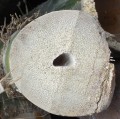 BambusaLonginternode03.jpg