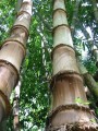 DendrocalamusAsper03.jpg