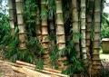 DendrocalamusAsper01.jpg
