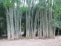 DendrocalamusAsper02.jpeg