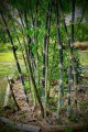 DendrocalamusAsper04.jpg