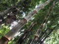 DendrocalamusAsper05.jpg