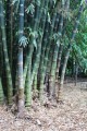 DendrocalamusAsper06.jpg