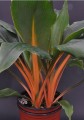 ChlorophytumFilipendulum02.jpg