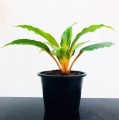 ChlorophytumFilipendulum01.jpg
